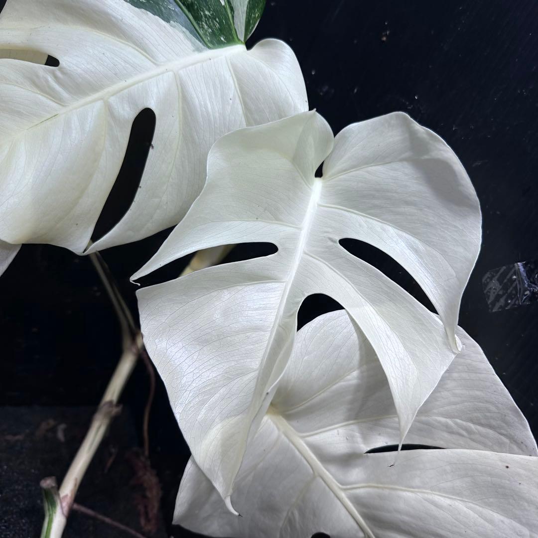 ‪*☆様 斑入りモンステラ極上ホワイトタイガーフルムーンベアルート発根済大株希少