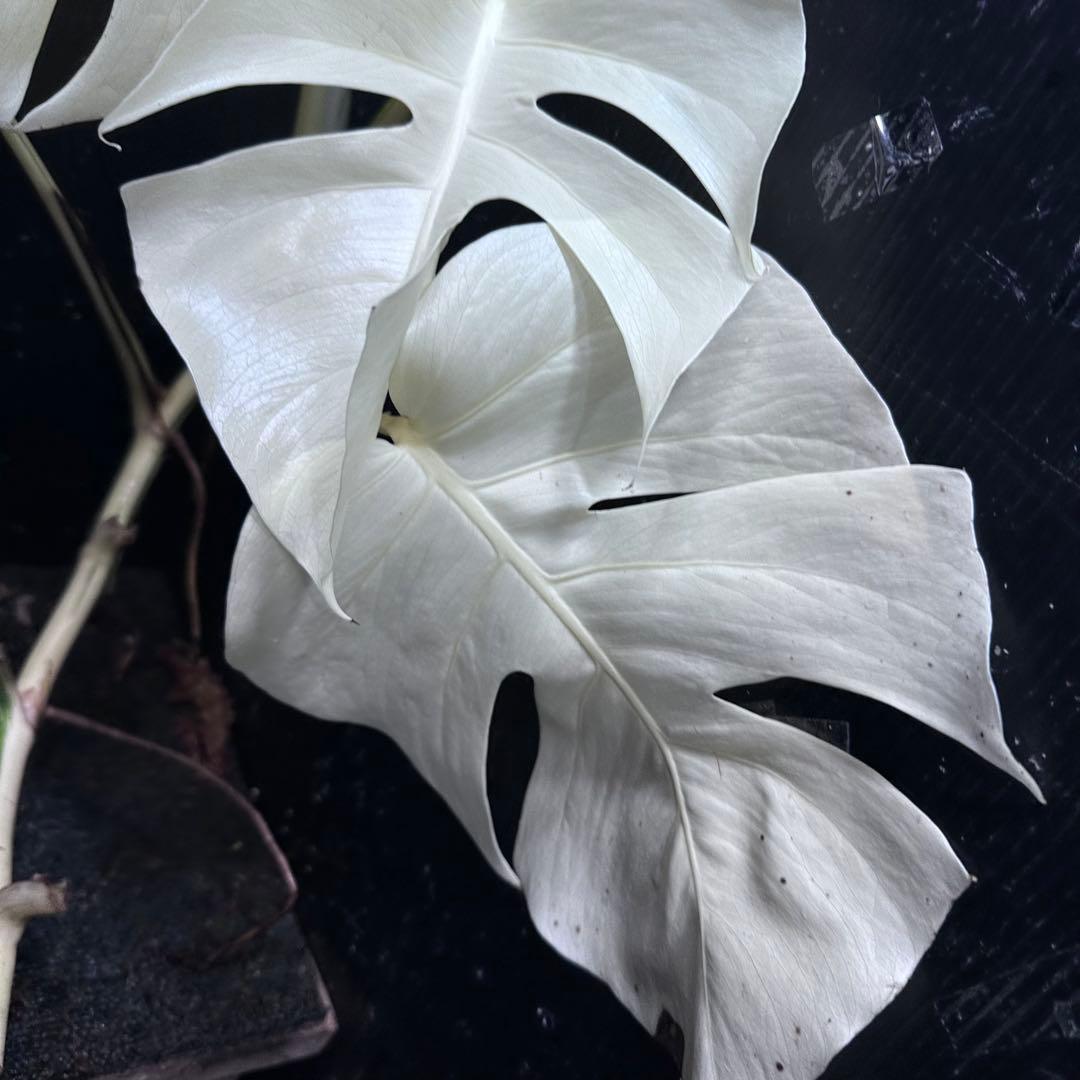 ‪*☆様 斑入りモンステラ極上ホワイトタイガーフルムーンベアルート発根済大株希少