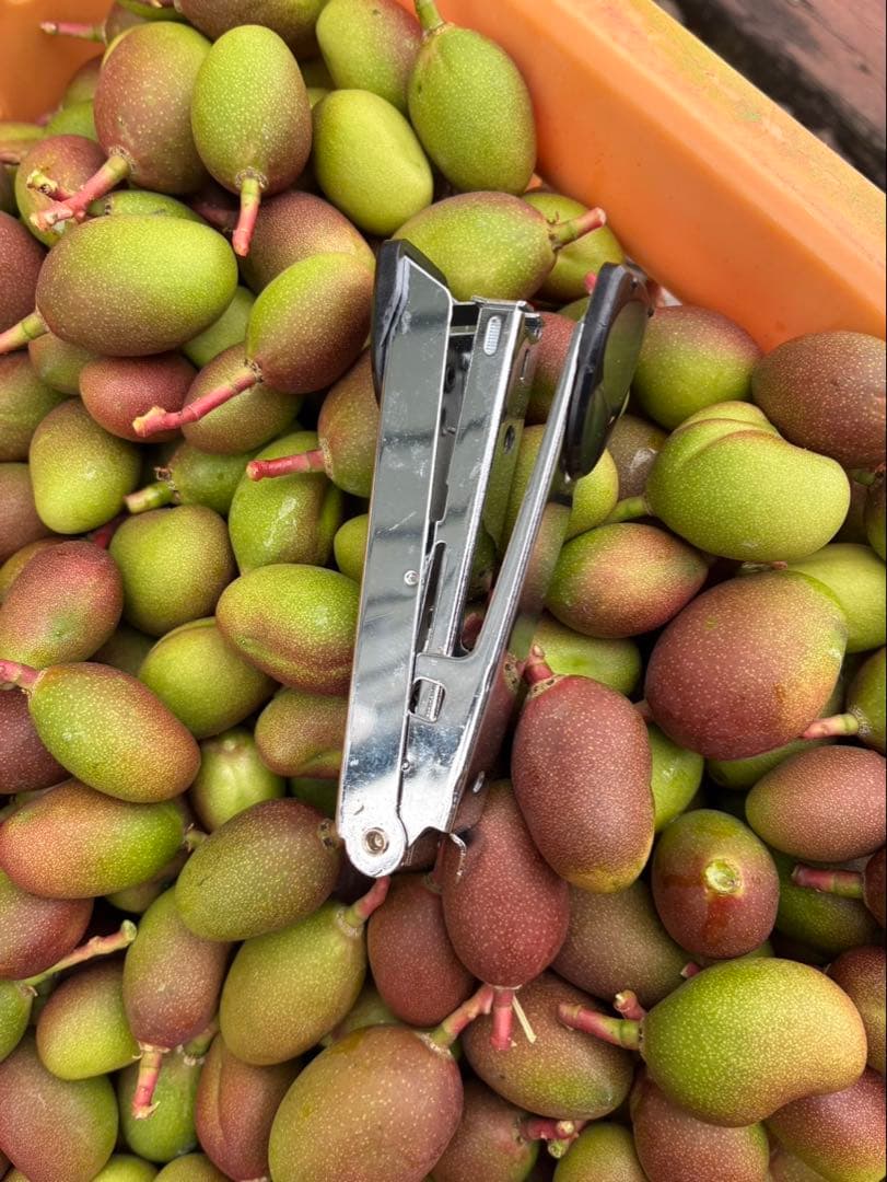 摘果マンゴー　グリーンマンゴー　very verve small 小さい