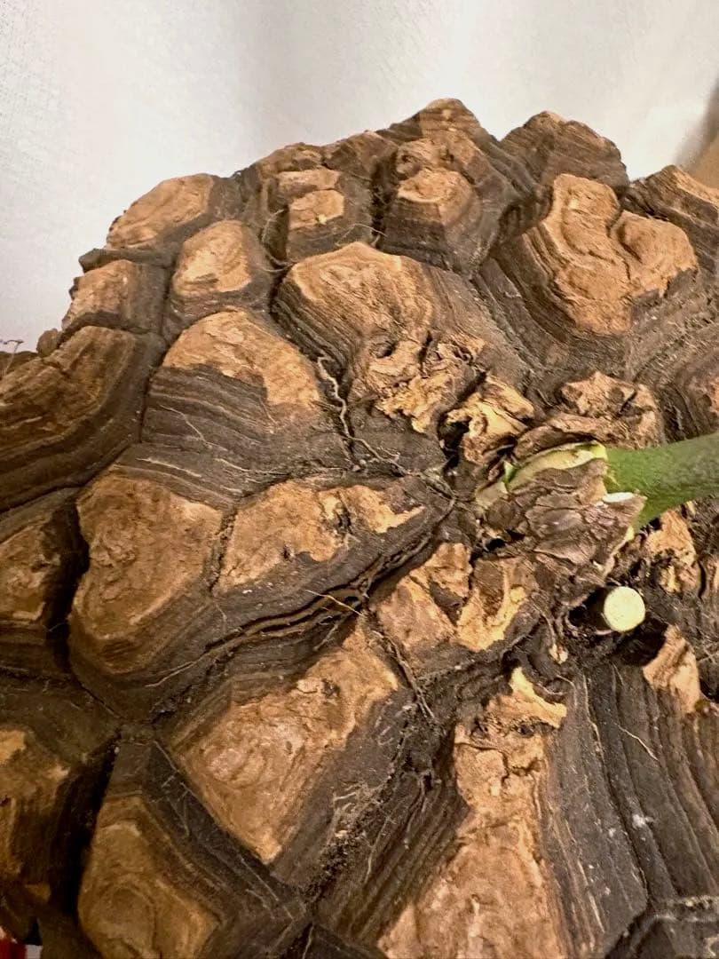 メキシコ亀甲竜 レア Dioscorea mexicana 現地株 大株 未発根