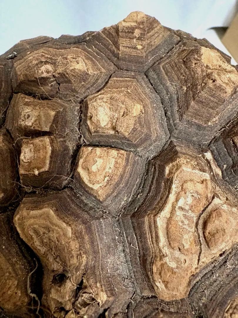 メキシコ亀甲竜 レア Dioscorea mexicana 現地株 大株 未発根