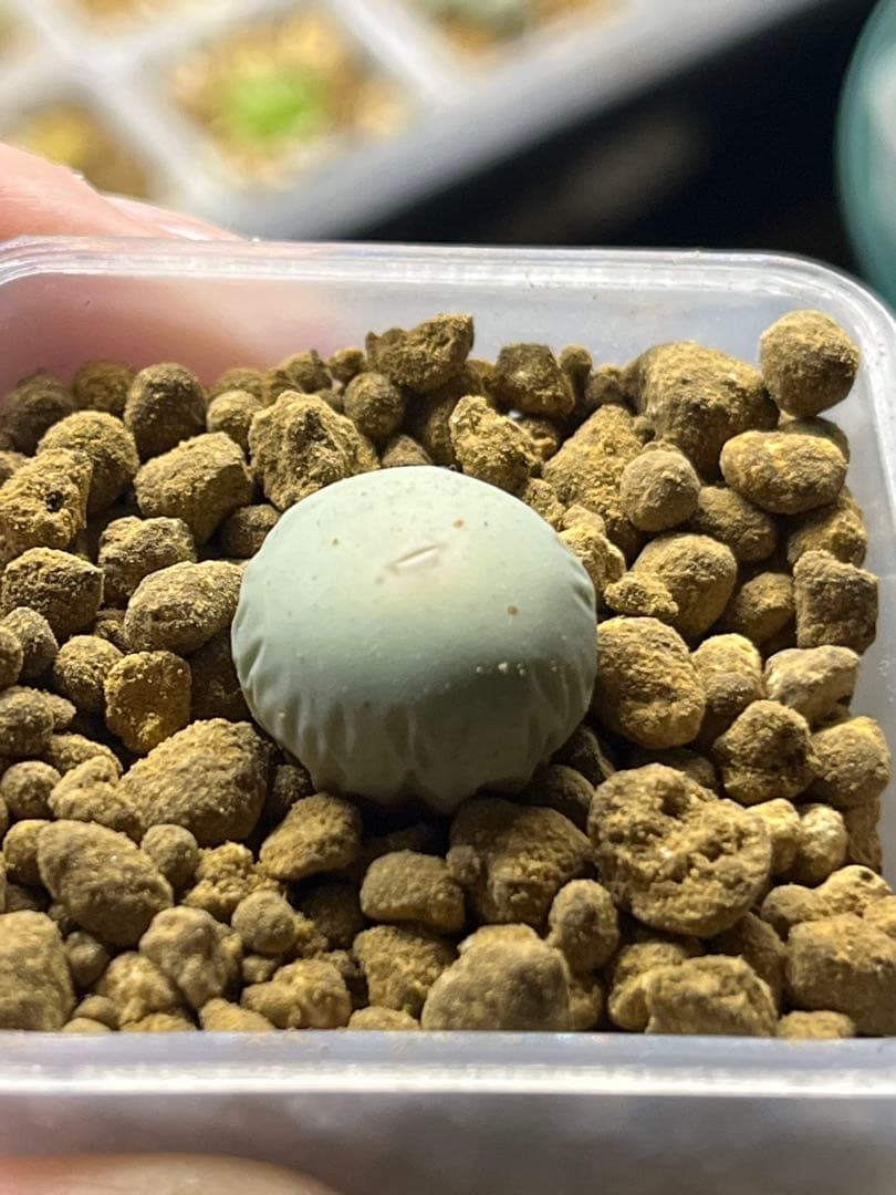 その他多肉植物 Conophytum calculus ssp. vanzylii SH434