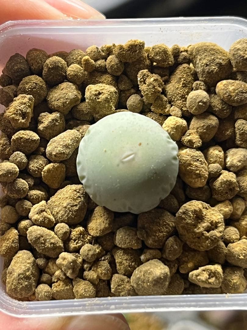 その他多肉植物 Conophytum calculus ssp. vanzylii SH434