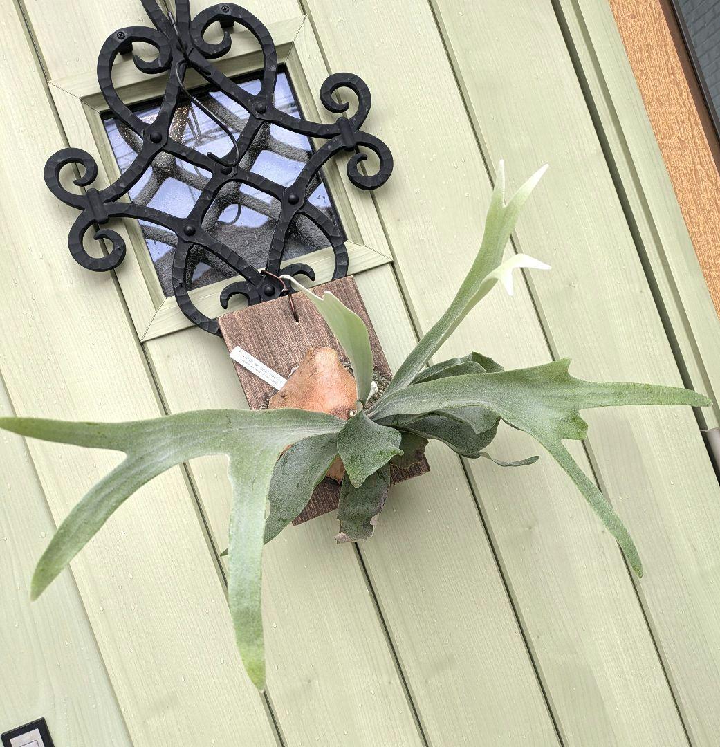 ビカクシダ☆white mr.oat(peevia)☆子株select