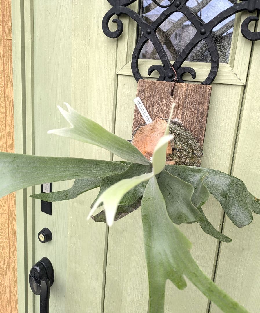 ビカクシダ☆white mr.oat(peevia)☆子株select