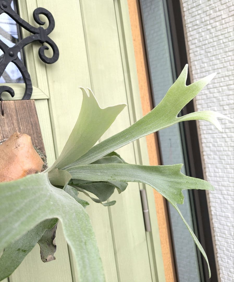 ビカクシダ☆white mr.oat(peevia)☆子株select