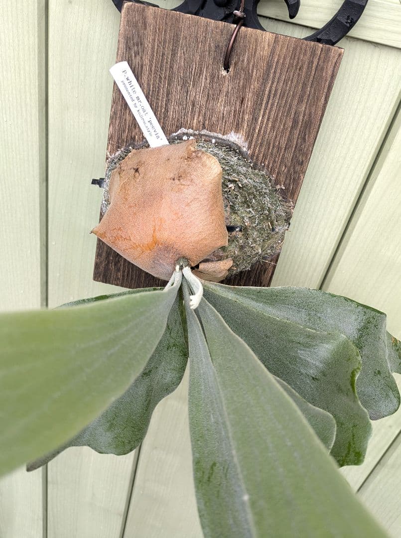 ビカクシダ☆white mr.oat(peevia)☆子株select