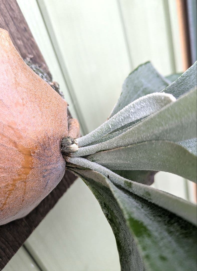 ビカクシダ☆white mr.oat(peevia)☆子株select