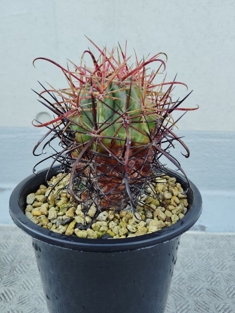 刈穂玉（フェロカクタス）赤刺