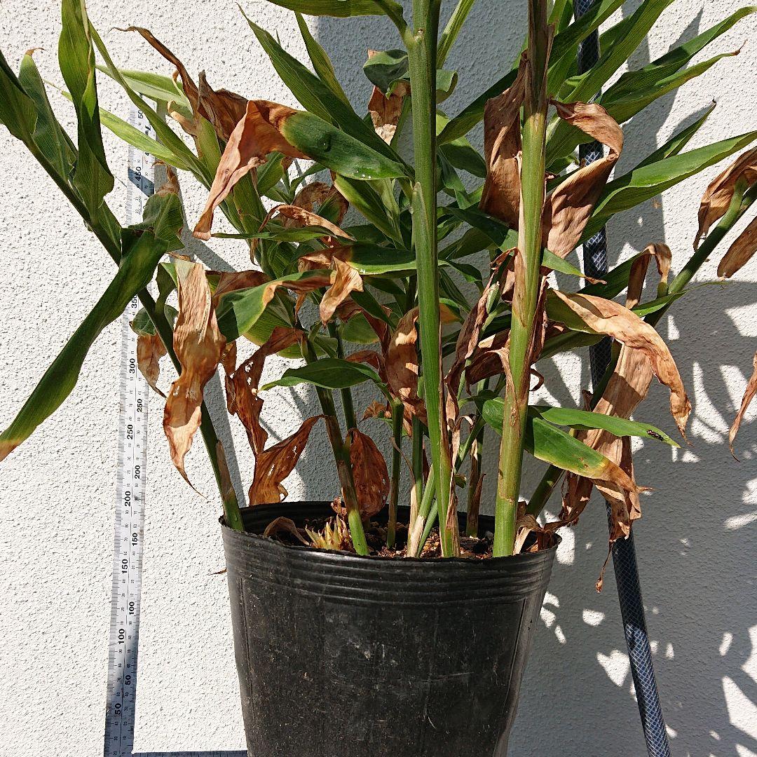 ポリポット植えミョウガ苗