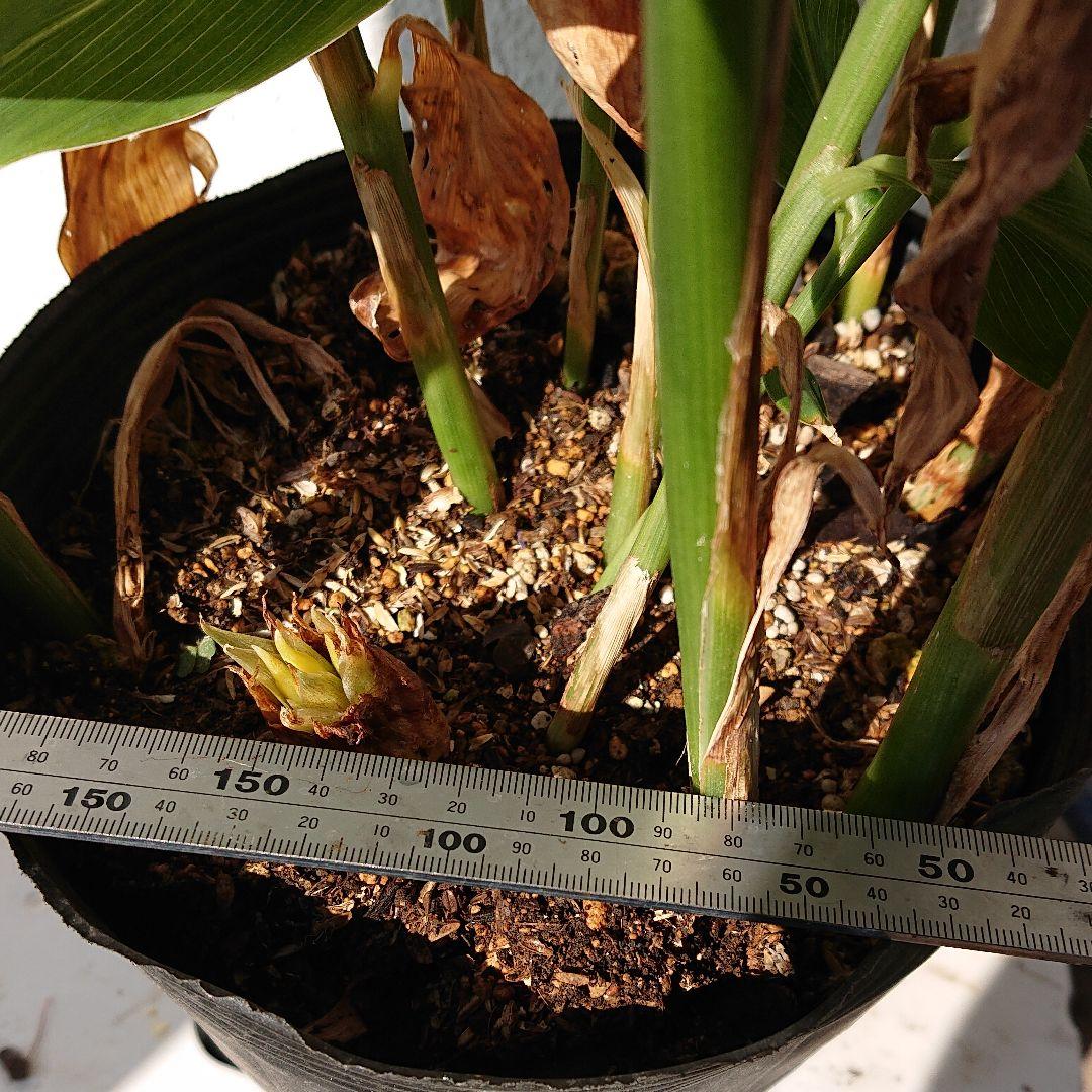 ポリポット植えミョウガ苗