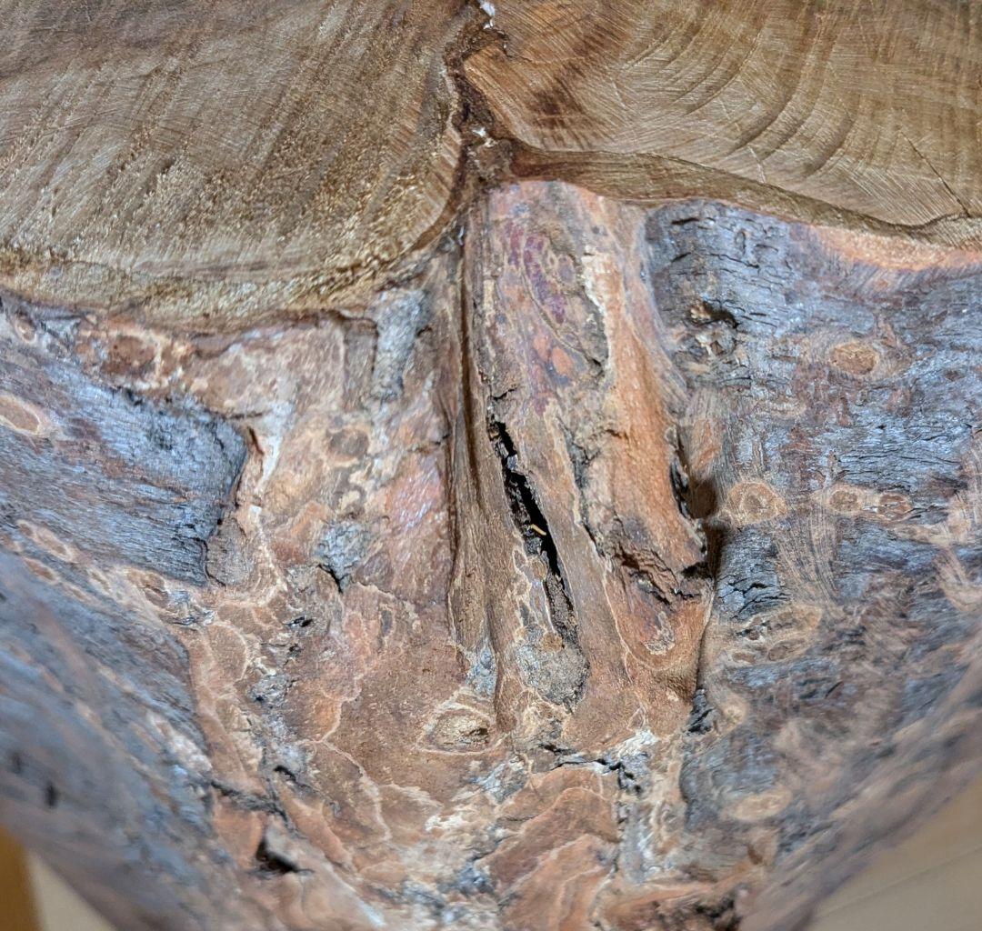 【極厚・桜】15.4kg 希少 枝分かれ 飾り台 二つの年輪 天然木 桜の丸太