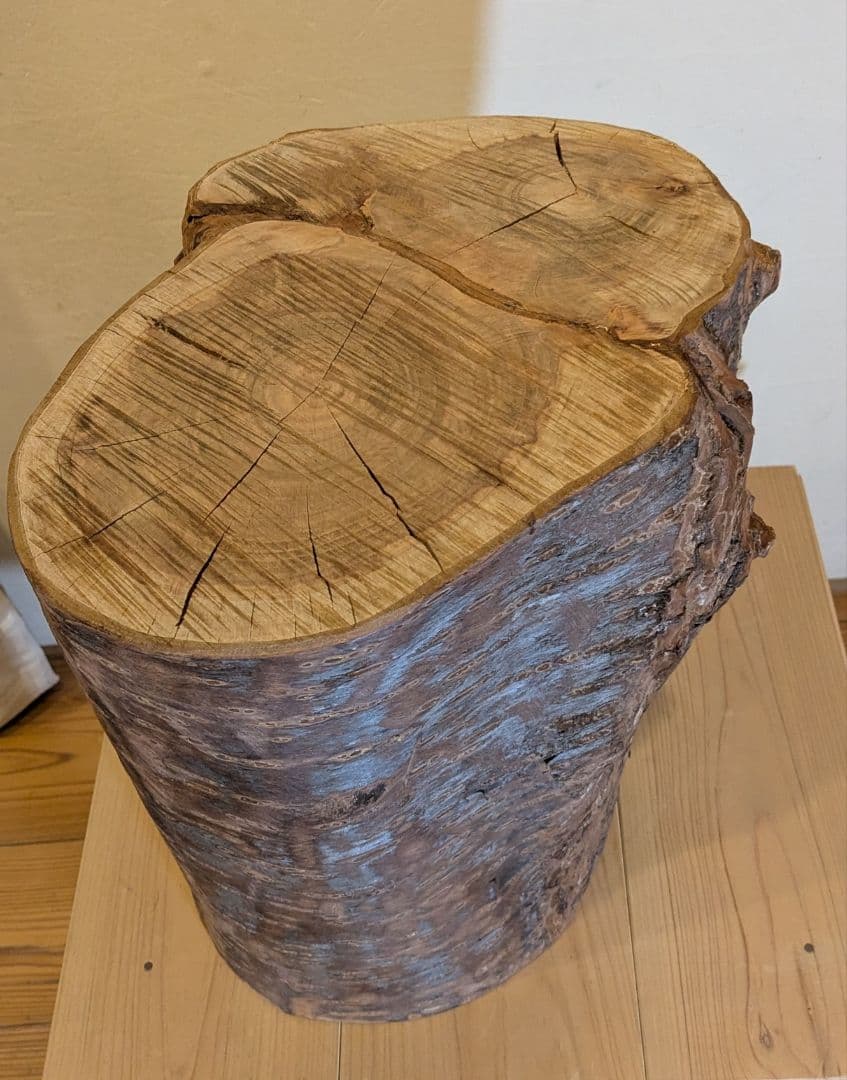 【極厚・桜】15.4kg 希少 枝分かれ 飾り台 二つの年輪 天然木 桜の丸太