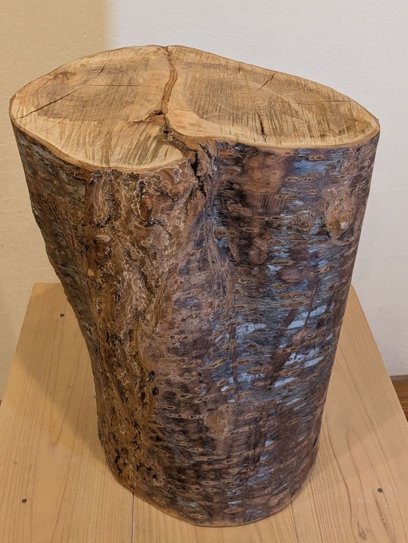 【極厚・桜】15.4kg 希少 枝分かれ 飾り台 二つの年輪 天然木 桜の丸太