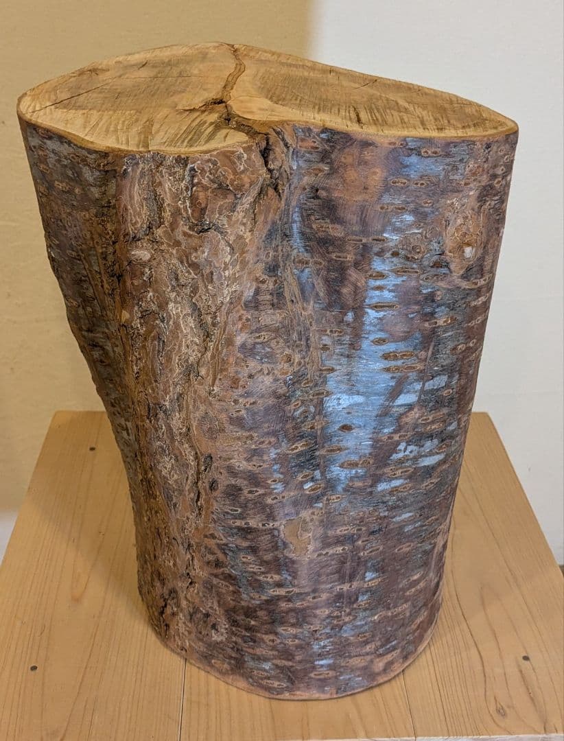 【極厚・桜】15.4kg 希少 枝分かれ 飾り台 二つの年輪 天然木 桜の丸太