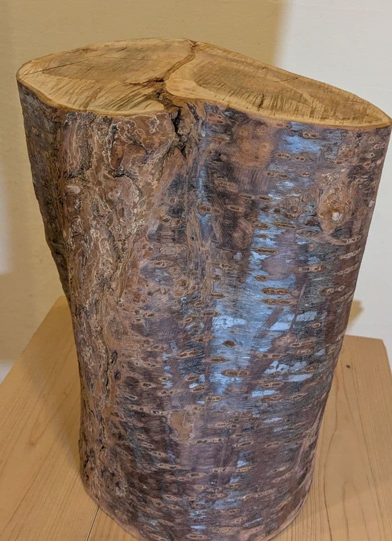 【極厚・桜】15.4kg 希少 枝分かれ 飾り台 二つの年輪 天然木 桜の丸太