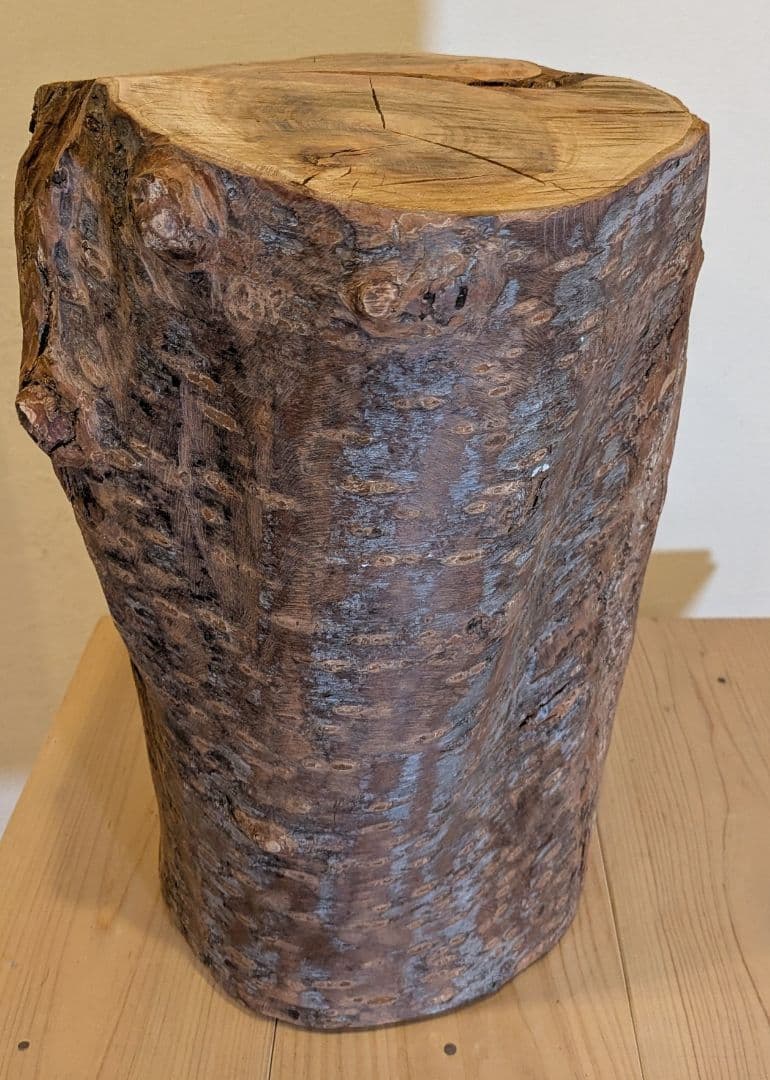 【極厚・桜】15.4kg 希少 枝分かれ 飾り台 二つの年輪 天然木 桜の丸太