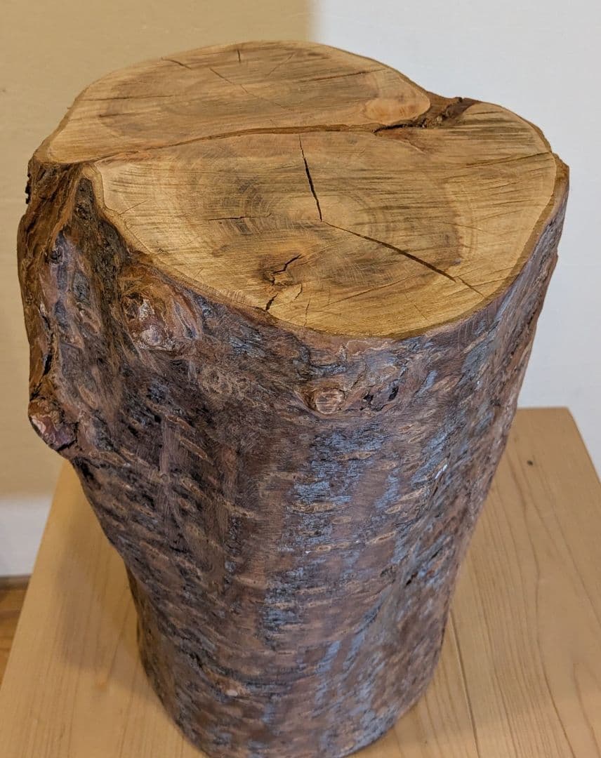 【極厚・桜】15.4kg 希少 枝分かれ 飾り台 二つの年輪 天然木 桜の丸太