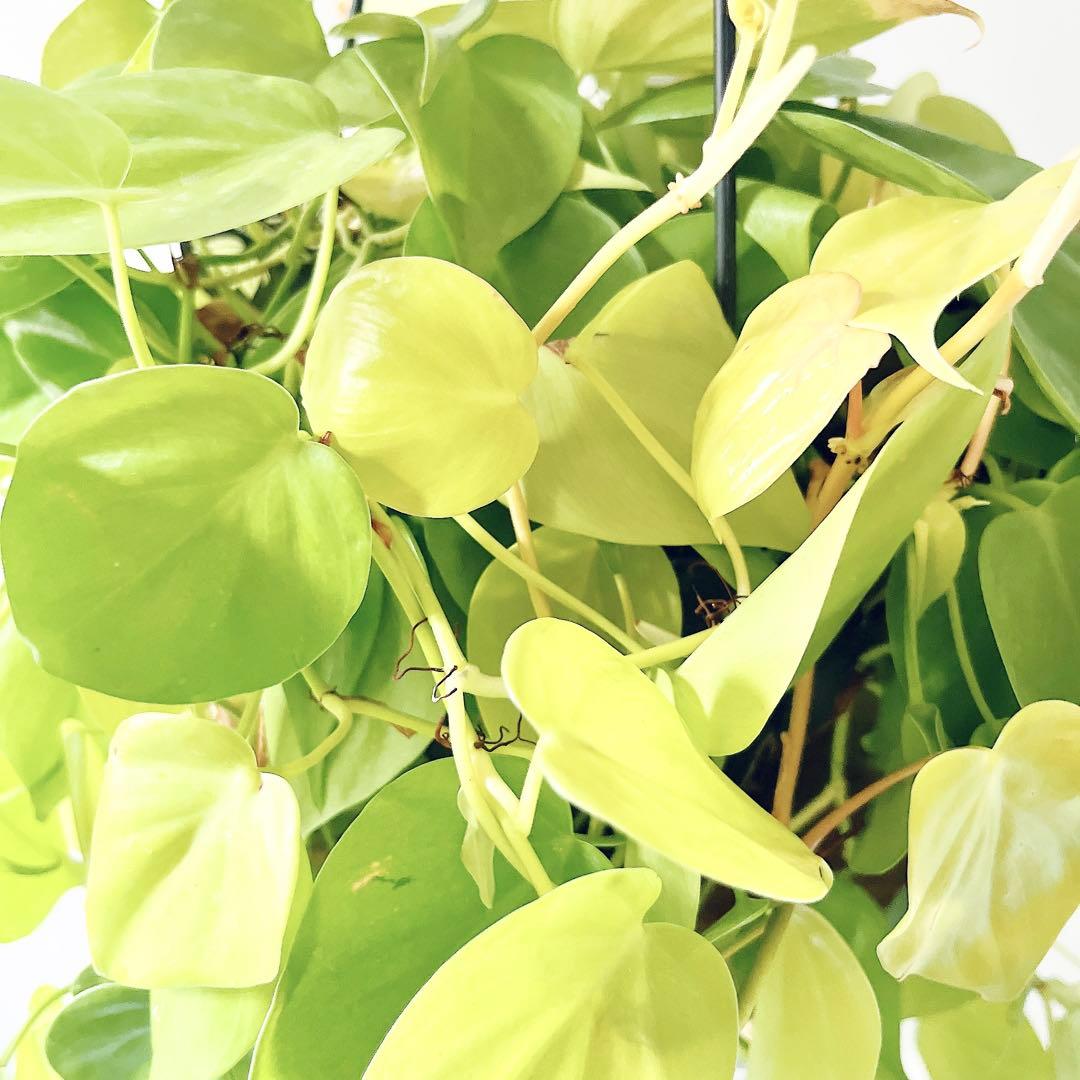 フィロデンドロン ライム｜7号鉢 大株｜ボリューム◎ 観葉植物 一点もの