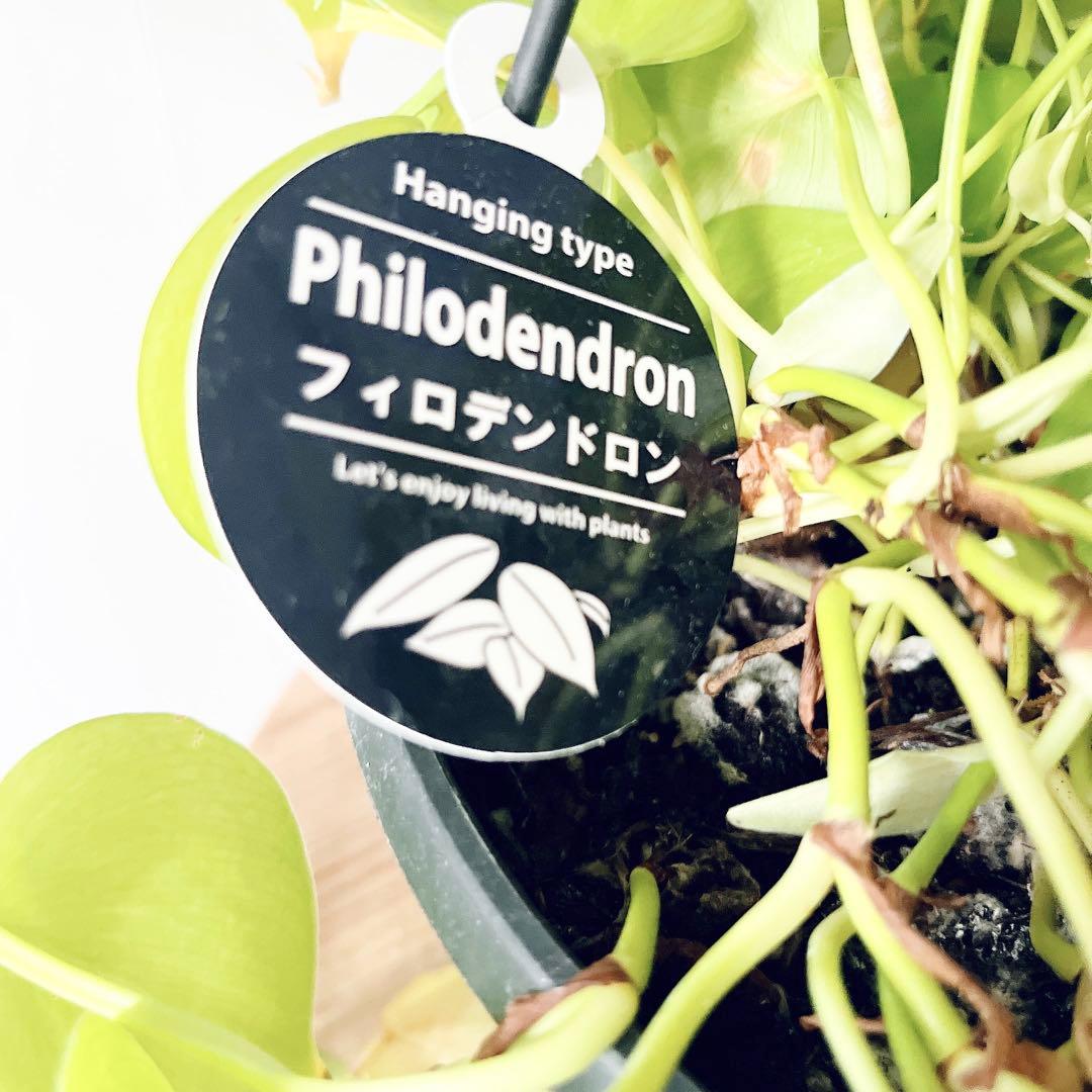 フィロデンドロン ライム｜7号鉢 大株｜ボリューム◎ 観葉植物 一点もの