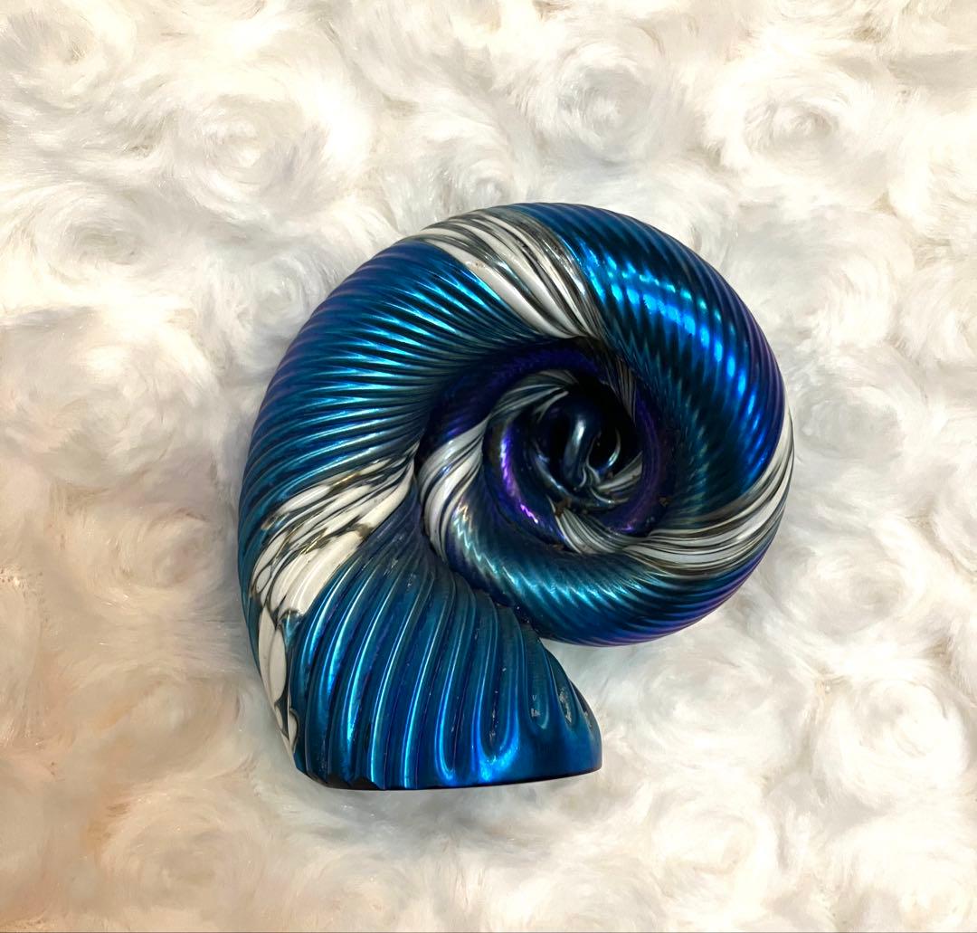 Alan Fox WA アランフォックス　貝