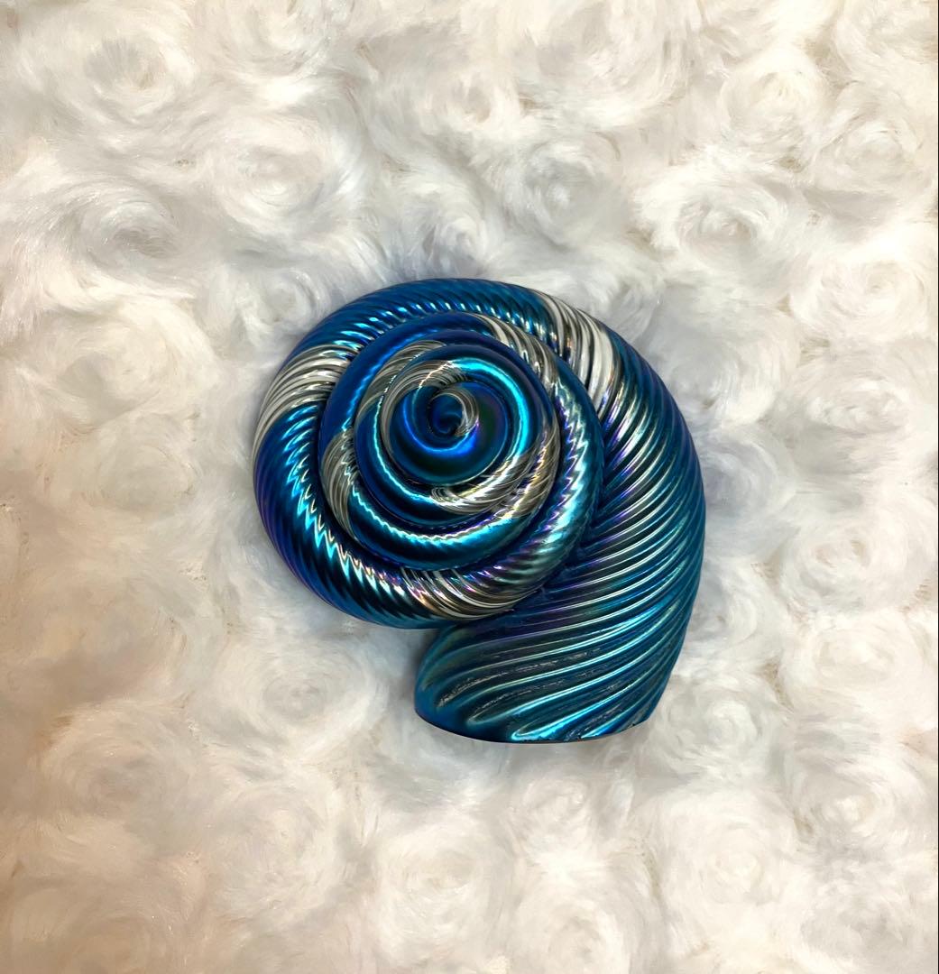 Alan Fox WA アランフォックス　貝