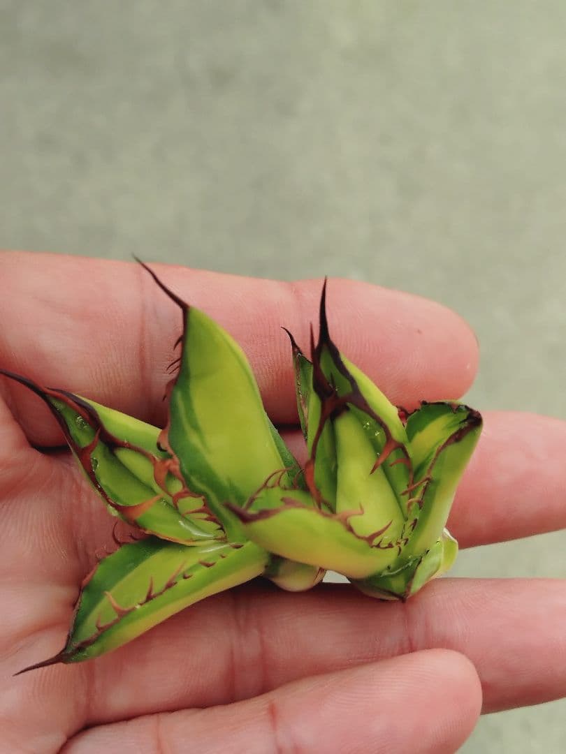 アガベ　ホリダ錦　ホリダ　黄中斑　2株セット