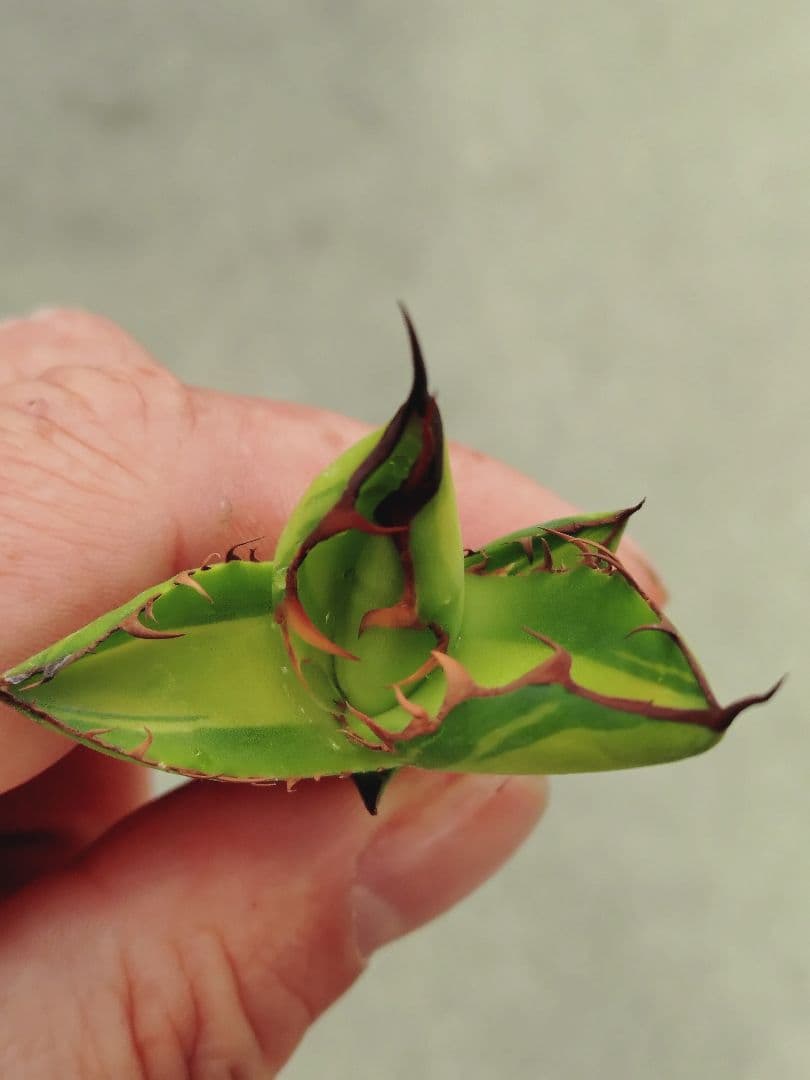 アガベ　ホリダ錦　ホリダ　黄中斑　2株セット