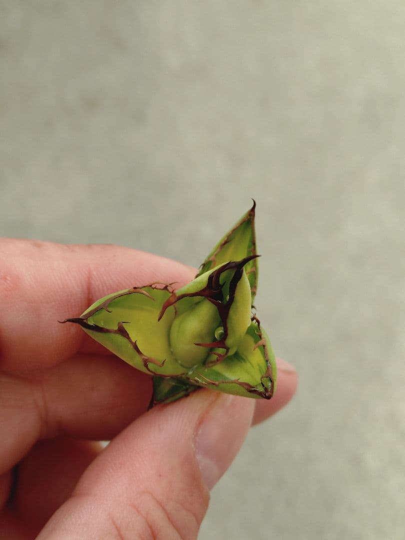 アガベ　ホリダ錦　ホリダ　黄中斑　2株セット