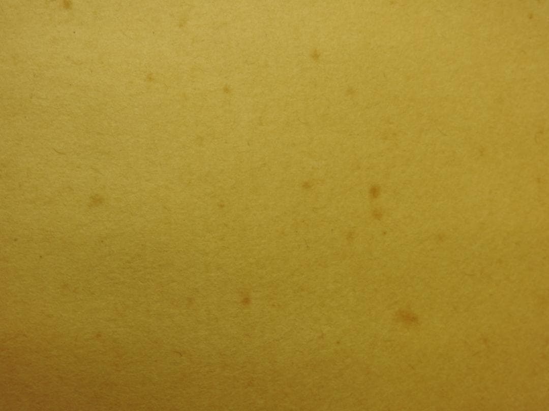 奥田廣尚　金魚図　共箱　MA866