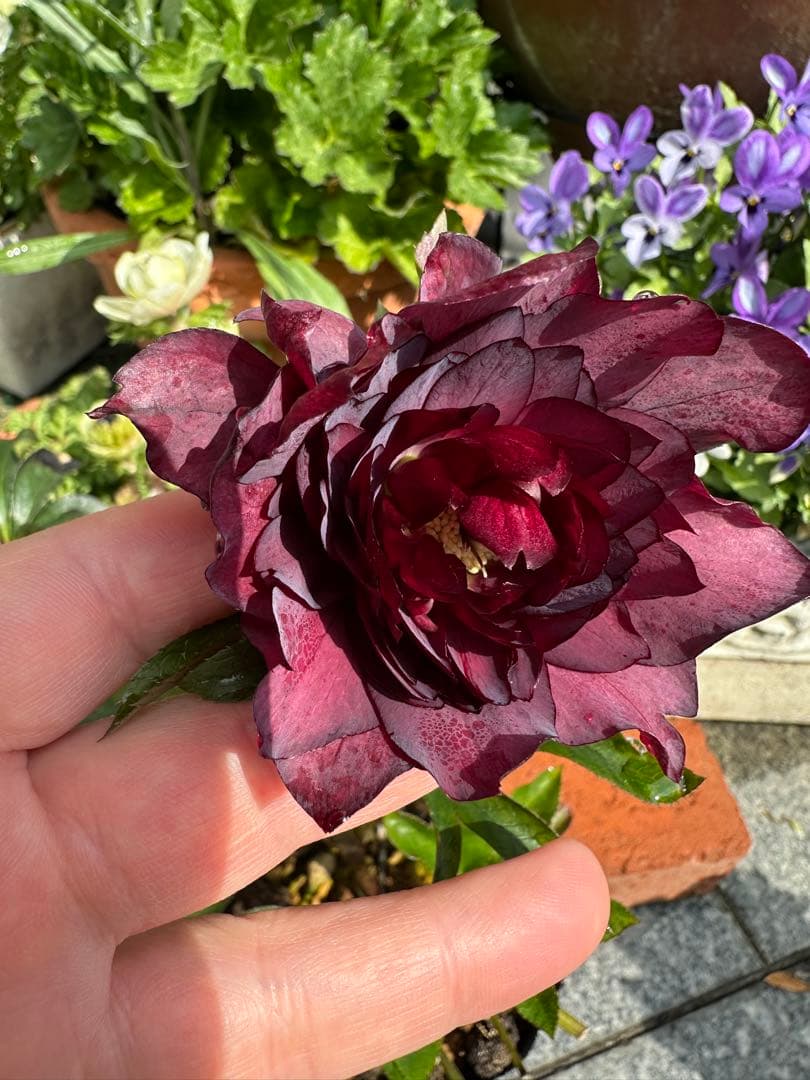 クリスマスローズ　実生苗