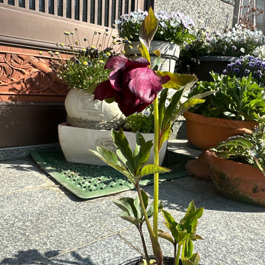 クリスマスローズ　実生苗