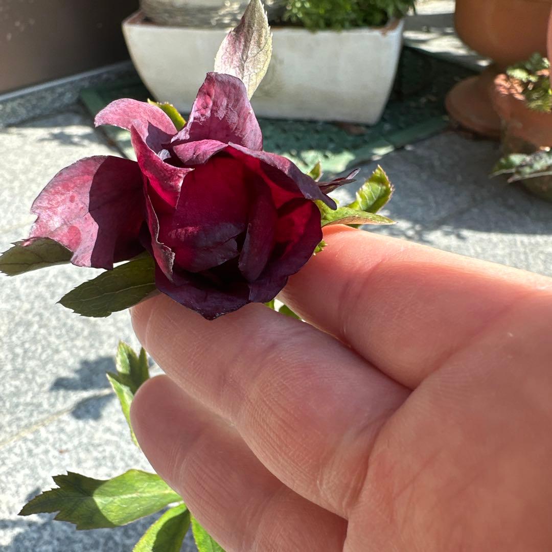 クリスマスローズ　実生苗