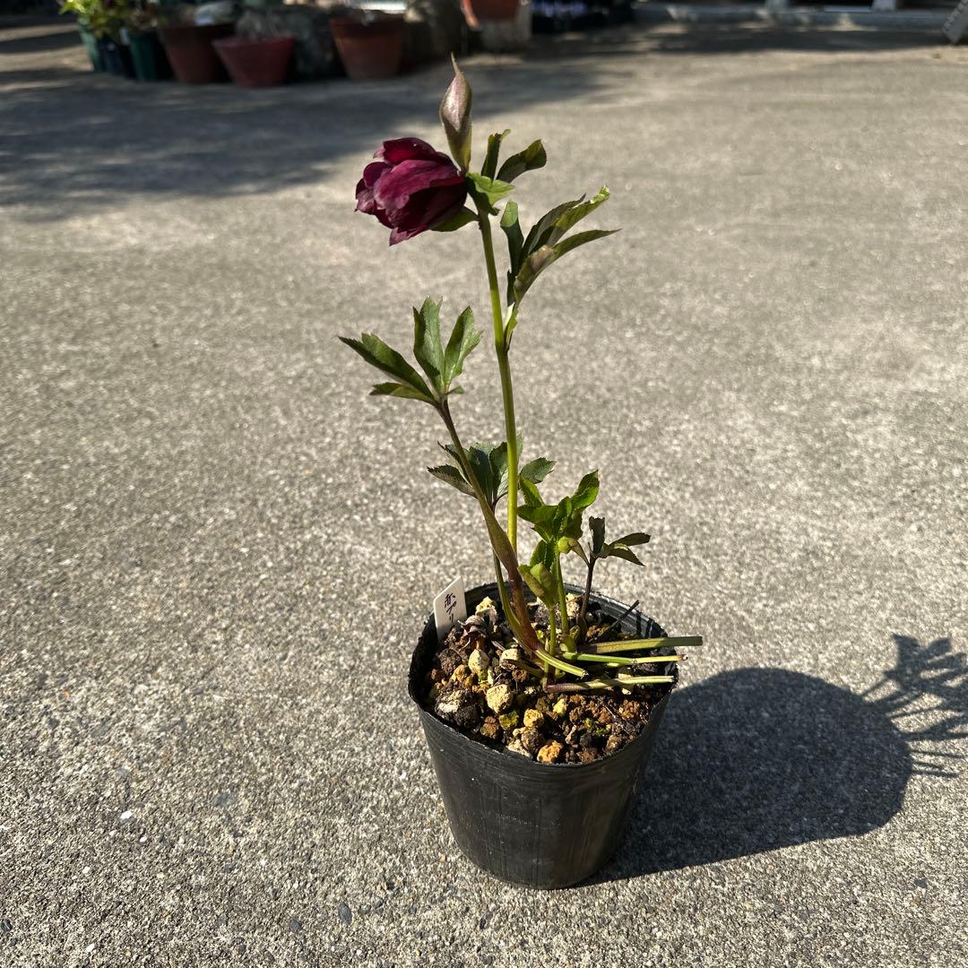 クリスマスローズ　実生苗