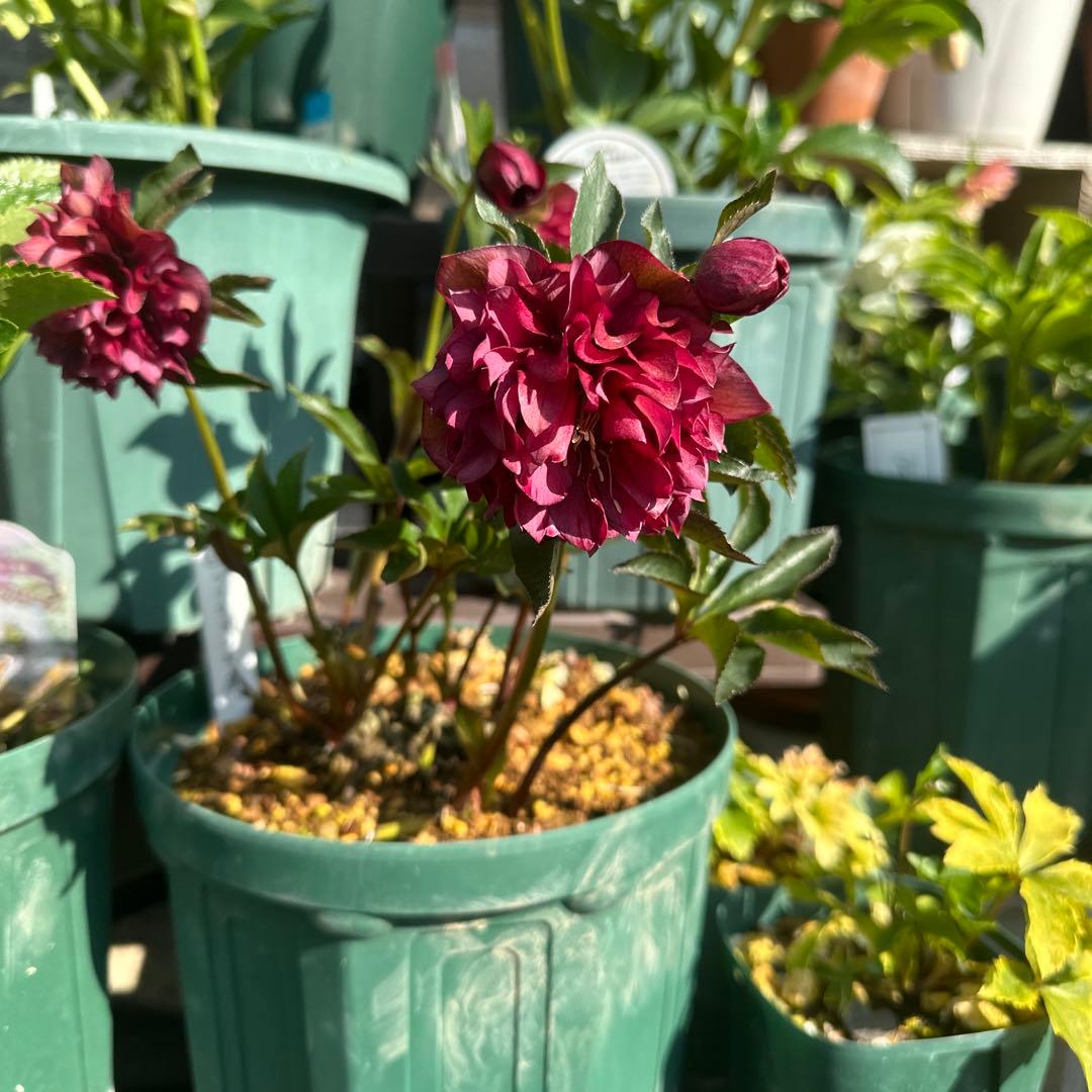 クリスマスローズ　実生苗