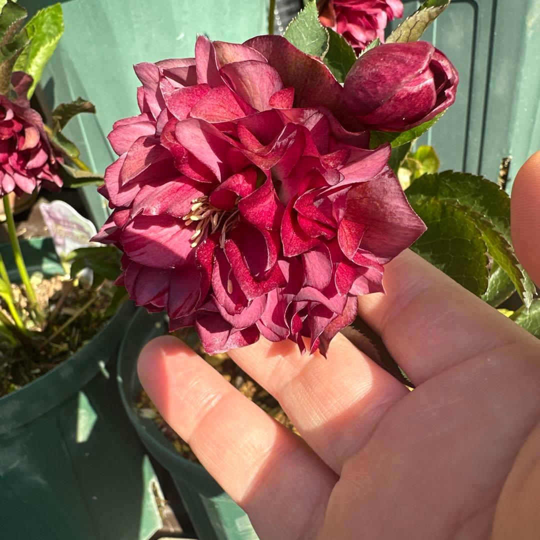 クリスマスローズ　実生苗