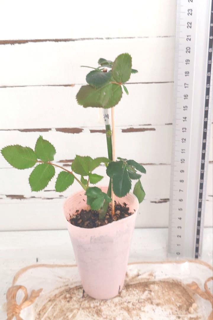 Riramonさま 3点　バラ