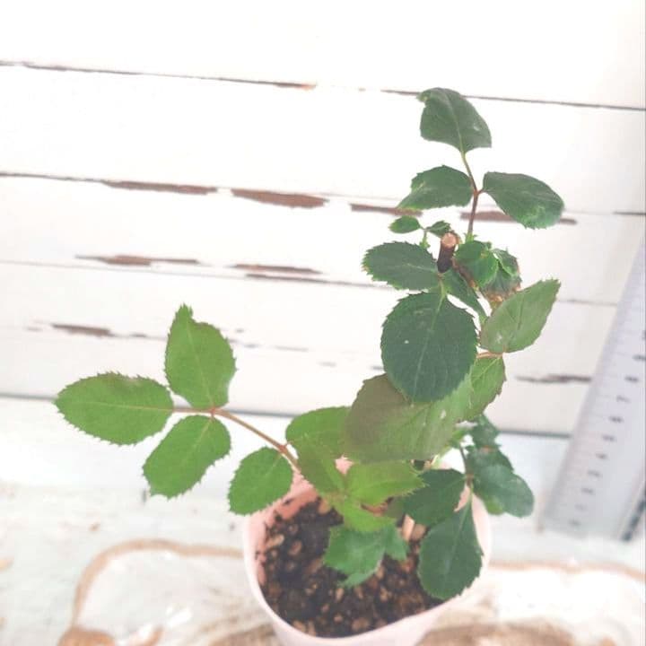 Riramonさま 3点　バラ