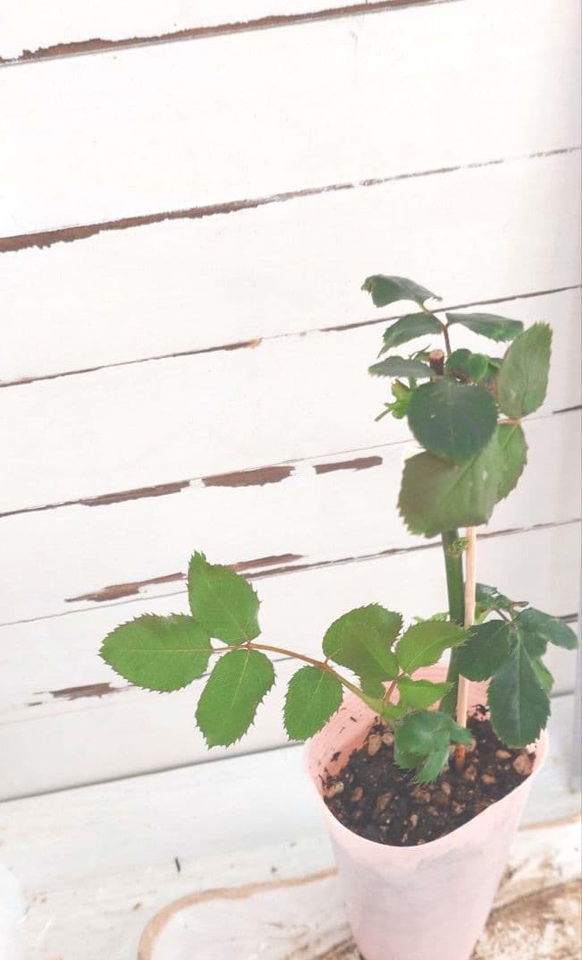 Riramonさま 3点　バラ