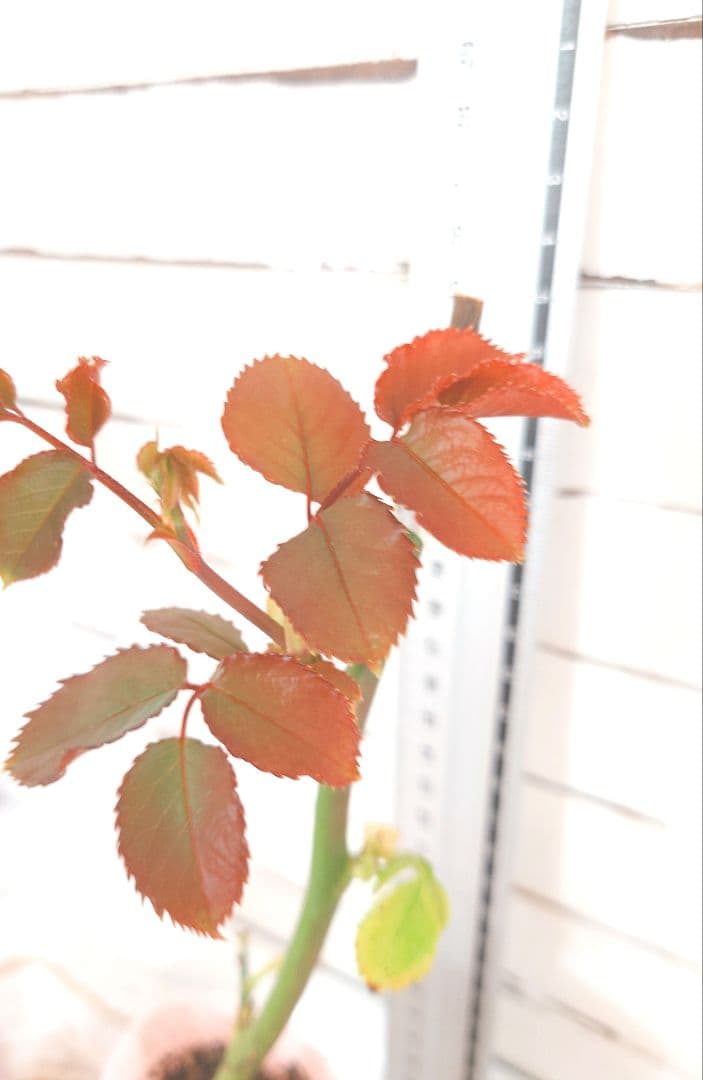 Riramonさま 3点　バラ