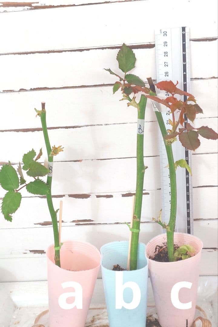 Riramonさま 3点　バラ