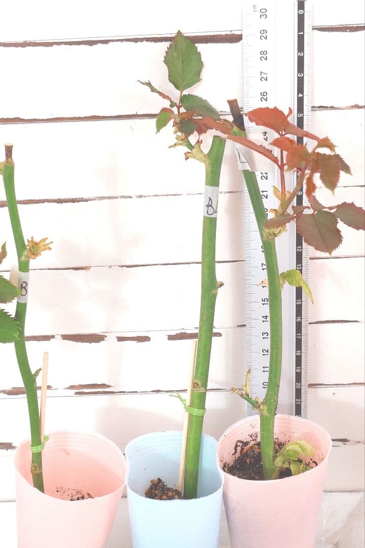 Riramonさま 3点　バラ