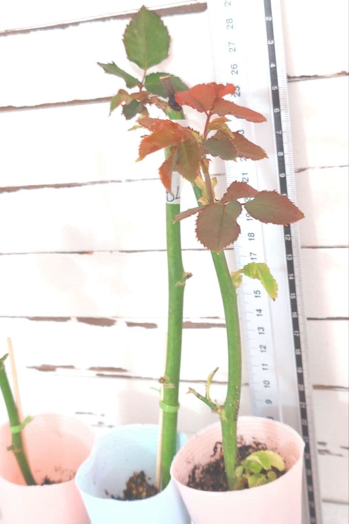 Riramonさま 3点　バラ