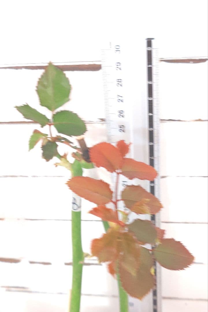 Riramonさま 3点　バラ