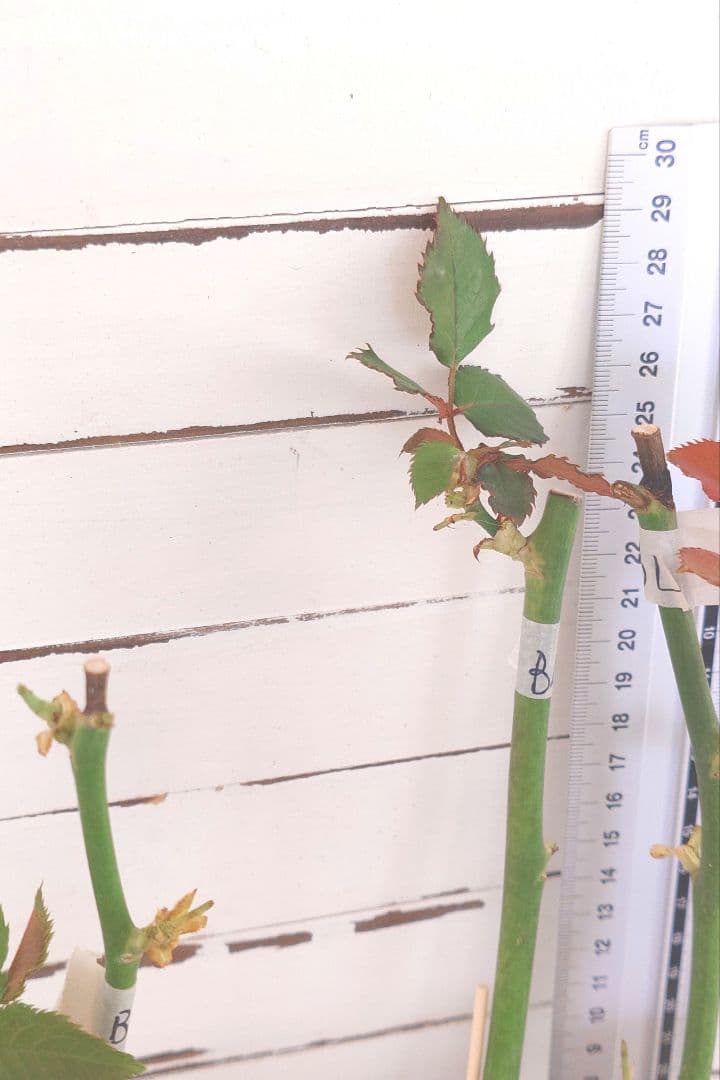 Riramonさま 3点　バラ