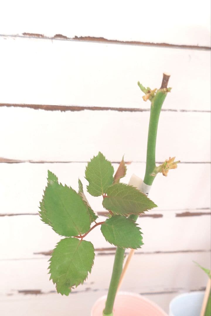 Riramonさま 3点　バラ