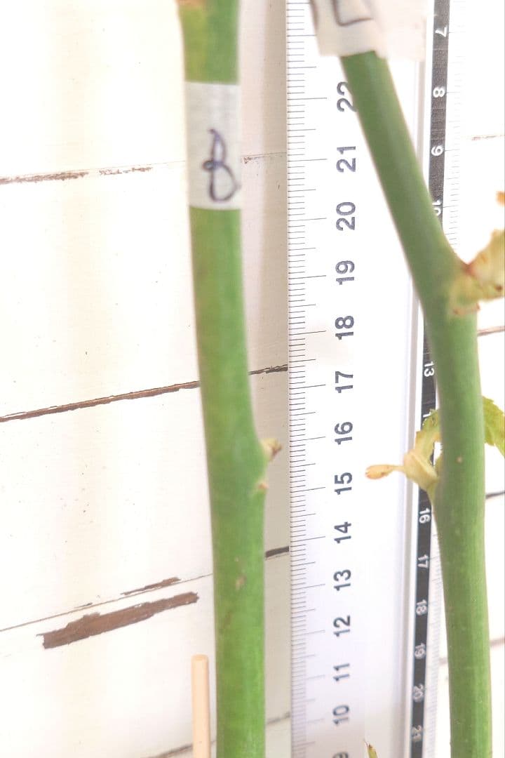 Riramonさま 3点　バラ