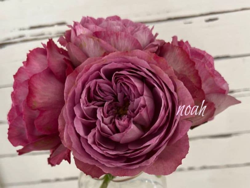 Riramonさま 3点　バラ