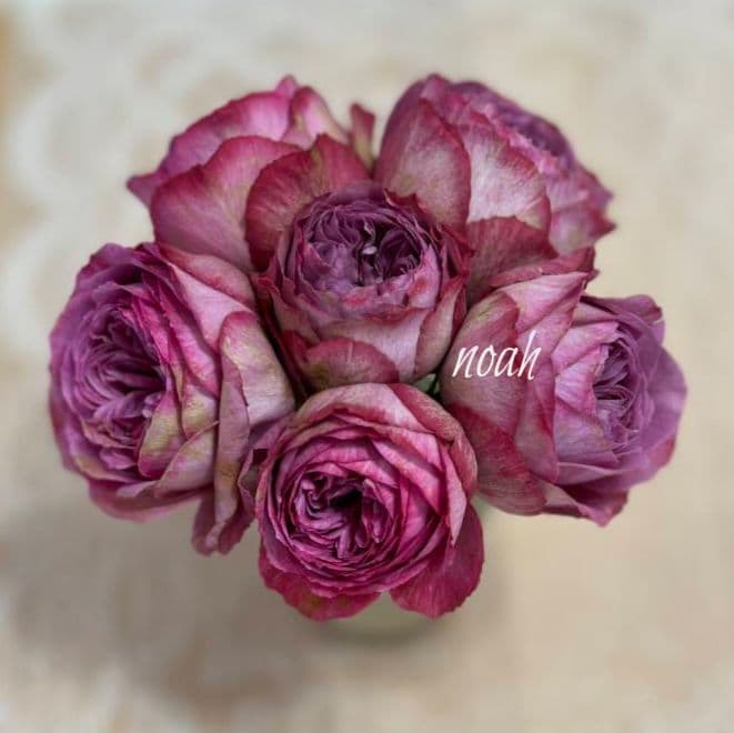 Riramonさま 3点　バラ