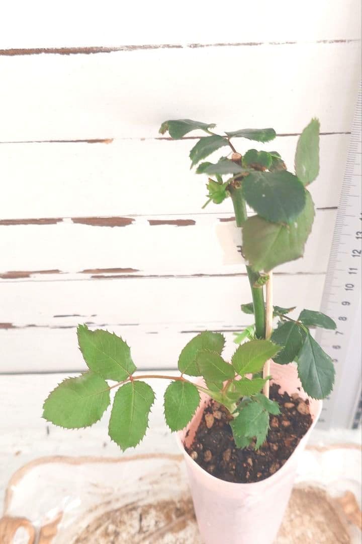 Riramonさま 3点　バラ